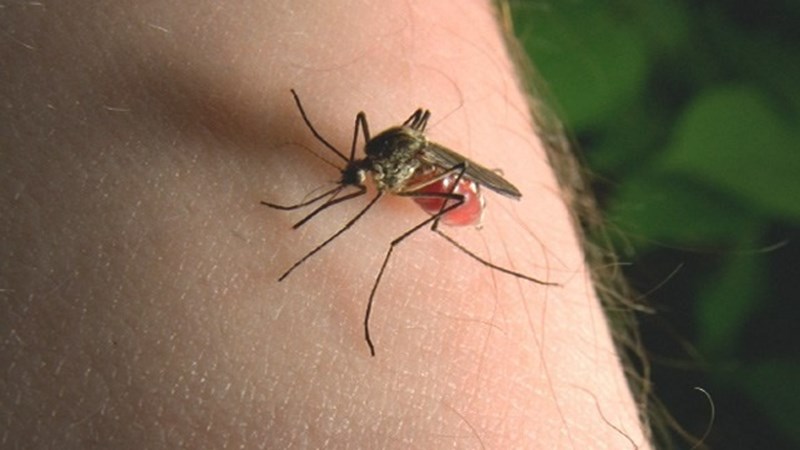 Muỗi có liên quan đến nhóm máu AB như thế nào?
