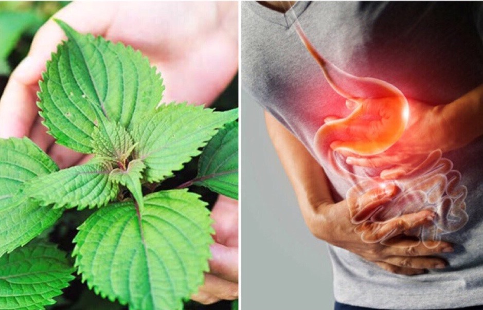 Lá tía tô là thành phần quan trọng trong công thức chiết xuất thảo mộc tốt cho hệ tiêu hoá. Ảnh minh hoạ: An An.