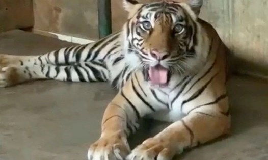 Tino, một trong hai con hổ Sumatra mắc COVID-19 ở vườn thú Ragunan ở Jakarta, Indonesia. Ảnh: Chính quyền Thủ đô Jakarta