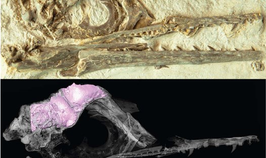 So sánh hộp sọ hóa thạch chim Ichthyornis với các loài chim hiện nay giúp làm sáng tỏ về cách loài này sống sót qua thời kỳ khủng long tuyệt chủng. Ảnh: Popular Science