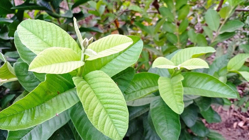 Lá ổi được sử dụng để ngăn ngừa và kiểm soát bệnh tiểu đường. Ảnh: Thanh Ngọc