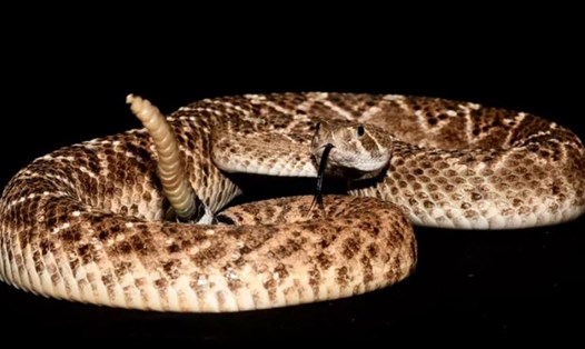 Nghiên cứu mới ở Áo phát hiện ra khả năng đáng kinh ngạc của rắn đuôi chuông. Ảnh: Đại học Graz Karl-Franzens