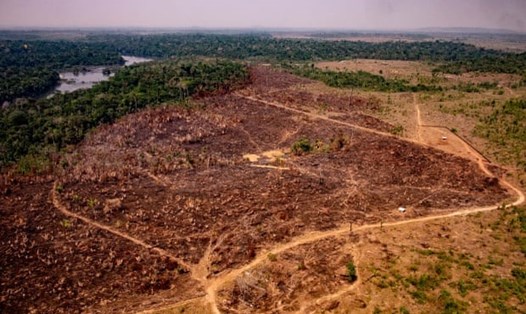 Nạn phá rừng ở rừng Amazon của Brazil đã đạt mức cao nhất hàng năm trong vòng một thập kỷ. Ảnh: AFP