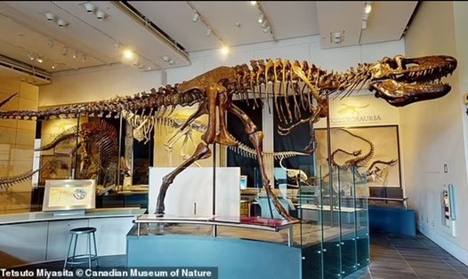 Các nhà nghiên cứu có thể đã phát hiện ra loài khủng long bạo chúa mới sau khi thực hiện chụp cắt lớp 2 mẫu vật hộp sọ để so sánh. Ảnh: Canadian Museum of Nature