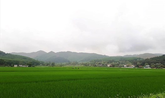 Việt Nam giảm diện tích trồng lúa, nhưng vẫn đảm bảo an ninh lương thực. Ảnh: Tiến Văn