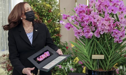 Singapore tặng Phó Tổng thống Mỹ loài hoa lan mang tên bà: Papilionanda Kamala Harris. Ảnh: AFP