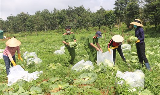 Cán bộ, người xân xã Quảng Trực thu hoạch nông sản hỗ trợ người dân thành phố Hồ Chí Minh. Ảnh: Phan Tuấn