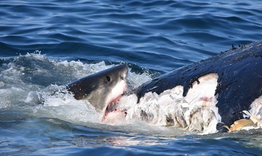Một con cá mập trắng lớn đang ăn xác con cá voi xấu số. Ảnh: NOAA/Khu bảo tồn Biển Quốc gia Stellwagen Bank