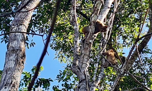 2 cá thể khỉ được thả về rừng đã nhanh chóng leo trèo trên cây. Ảnh: ST.