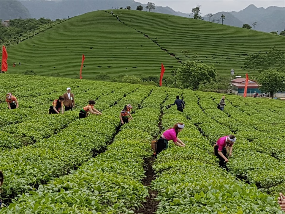 Ngành nông nghiệp đẩy mạnh sản xuất để không thiếu hụt nông sản, thực phẩm ở vụ sau. Ảnh: Vũ Long