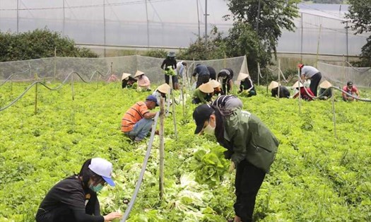 Từ ngày 22.8 đến 15.9 tỉnh Lâm Đồng sẽ hỗ trợ cung ứng cho thành phố Hồ Chí Minh 5.000 tấn rau củ quả mỗi ngày. Ảnh:KL