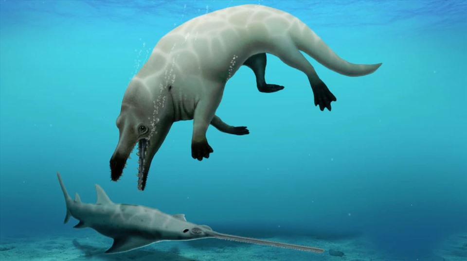 Tìm thấy hóa thạch cá voi 4 chân đã tuyệt chủng ở Ai Cập