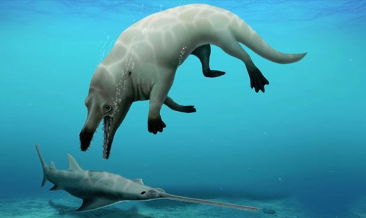 Hóa thạch cá voi 4 chân đã tuyệt chủng được phát hiện ở Ai Cập. Ảnh: Hesham Sellam
