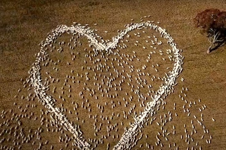 Nông dân Australia tạo hình trái tim từ đàn cừu để tưởng nhớ người thân