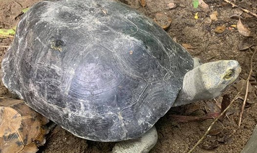Cá thể rùa Răng quý hiếm mà Vườn Quốc gia Vũ Quang vừa tiếp nhận để thả về tự nhiên. Ảnh: TT.