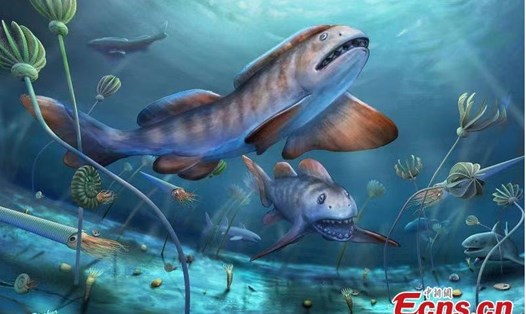 Minh họa cá mập Petalodus. Ảnh: Viện Cổ sinh vật học động vật có xương sống và Cổ nhân loại học/ECNS