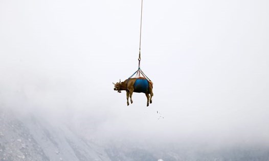 Con bò bị thương được trực thăng vận chuyển xuống núi. Ảnh: Chụp màn hình