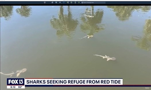 Hàng trăm con cá mập ở Tây Florida, bao gồm cá mập chanh, cá mập y tá, cá mập đầu đen, cá nhám đầu xẻng, đã được phát hiện tại các kênh đào của cảng Buttonwood, Florida, Mỹ. Ảnh chụp màn hình