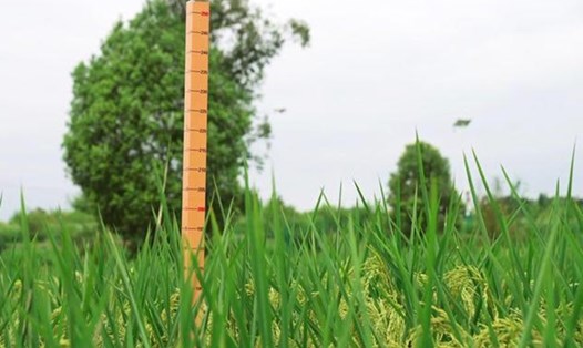 Trung Quốc chuẩn bị thu hoạch giống lúa cao 2m. Ảnh: Xinhua
