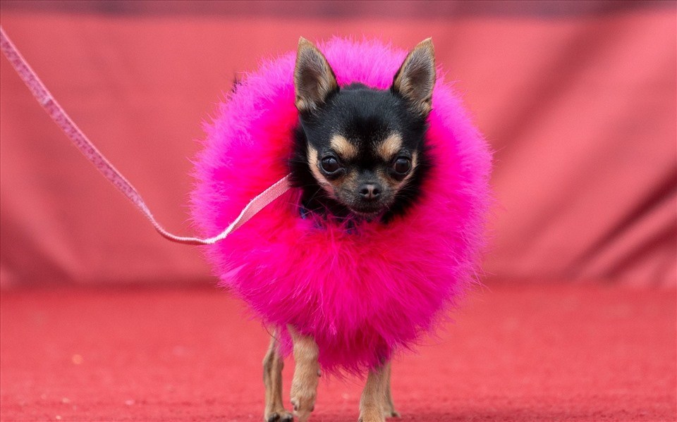 Hoa hậu ChihuahuaTown Twiglet. Ảnh: ChihuahuaTown Events/South West News Service Hoa hậu ChihuahuaTown Twiglet. Ảnh: ChihuahuaTown Events/South West News Service