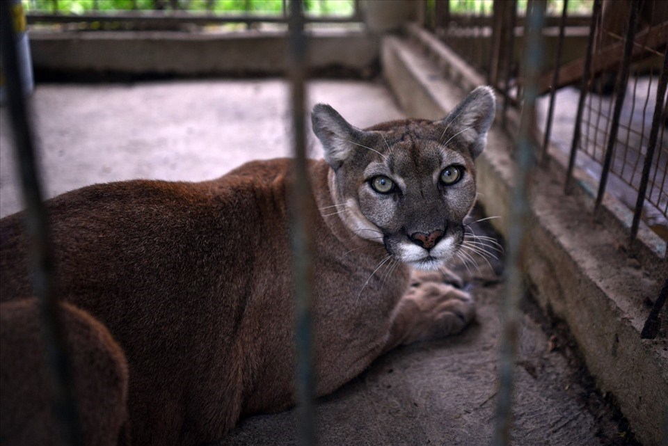 Một con báo sư tử trong vườn thú ở Mexico. Ảnh: AFP