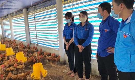 Mô hình chăn nuôi gà của thanh niên ở Quảng Trị. Ảnh: NP.