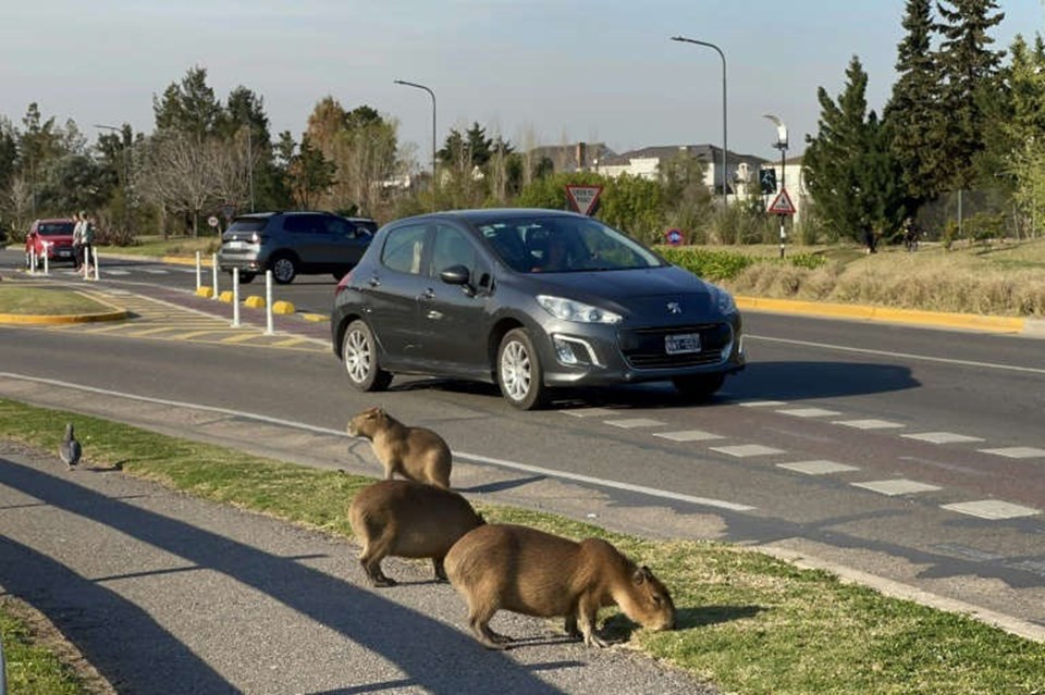 Capybara ở khu dân cư Nordelta, Argentina. Ảnh: AFP Capybara ở khu dân cư Nordelta, Argentina. Ảnh: AFP