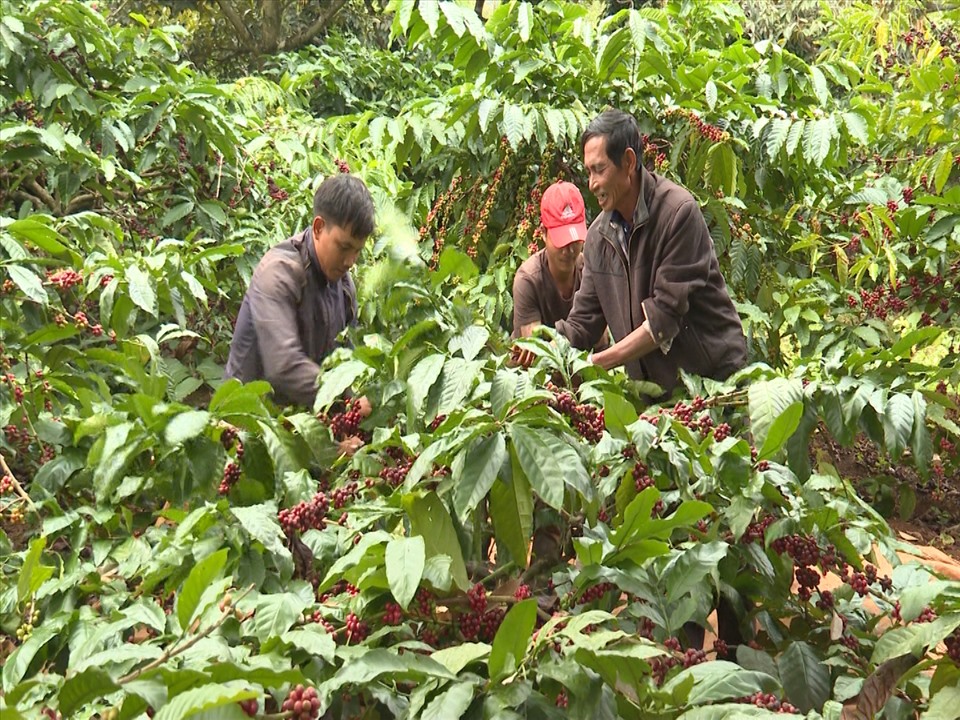 Hạt cà phê ở vùng sản xuất công nghê cao sẽ thu hoạch khi vườn cây có độ chín đạt trên 85% để bảo đảm lượng đường, chất lượng (chụp trước 27.4.2021). Ảnh: Phan Tuấn