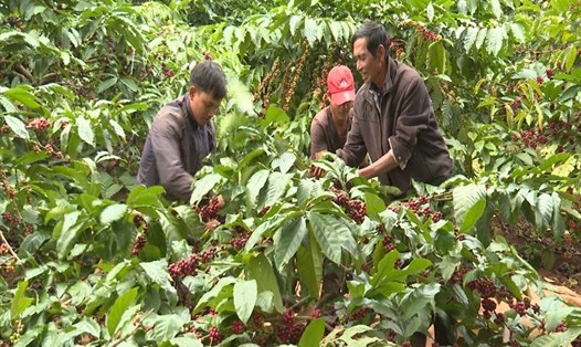 Hạt cà phê ở vùng sản xuất công nghê cao sẽ thu hoạch khi vườn cây có độ chín đạt trên 85% để bảo đảm lượng đường, chất lượng (chụp trước 27.4.2021). Ảnh: Phan Tuấn
