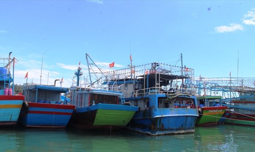 Giá hải sản giảm mạnh khiến ngư dân Quảng Nam lao đao. Ảnh: Thanh Chung