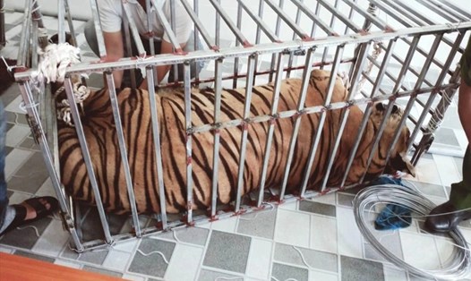Một cá thể hổ nặng hàng trăm kg được dân nuôi nhốt tại xã Đô Thành (Yên Thành-Nghệ An). Ảnh: PV