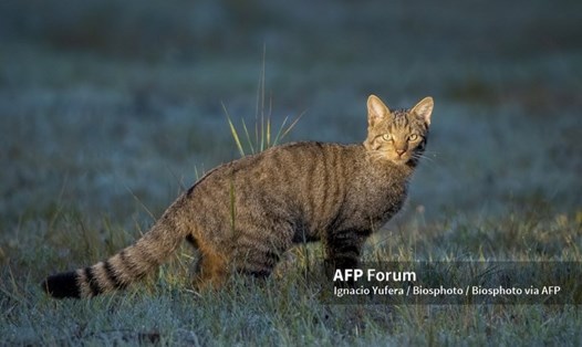 Mèo rừng Châu Âu. Ảnh: AFP