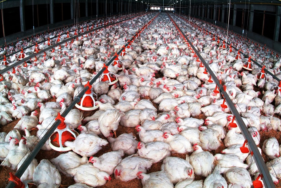 Mô hình nuôi gà công nghiệp Chi phí xây trang trại nuôi gà công nghiệp