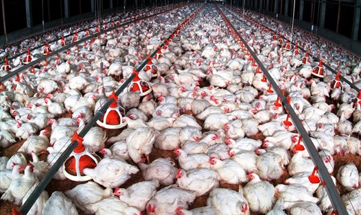 Người chăn nuôi gà công nghiệp đang bị thua lỗ do giá gà lông trắng xuống quá thấp. Ảnh: Dương Phương
