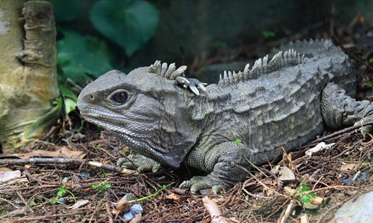 Một con Tuatara - loài động vật được gọi là "hóa thạch sống".  Ảnh: San Diego Zoo