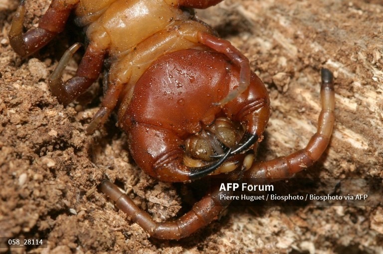Rết khổng lồ. Ảnh: AFP