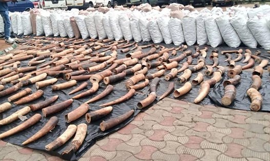 Các quan chức ở Nigeria thông báo rằng họ đã thu giữ một số lượng kỷ lục vảy tê tê, móng vuốt tê tê và ngà voi bị buôn bán trái phép. Ảnh: Hải quan Nigeria