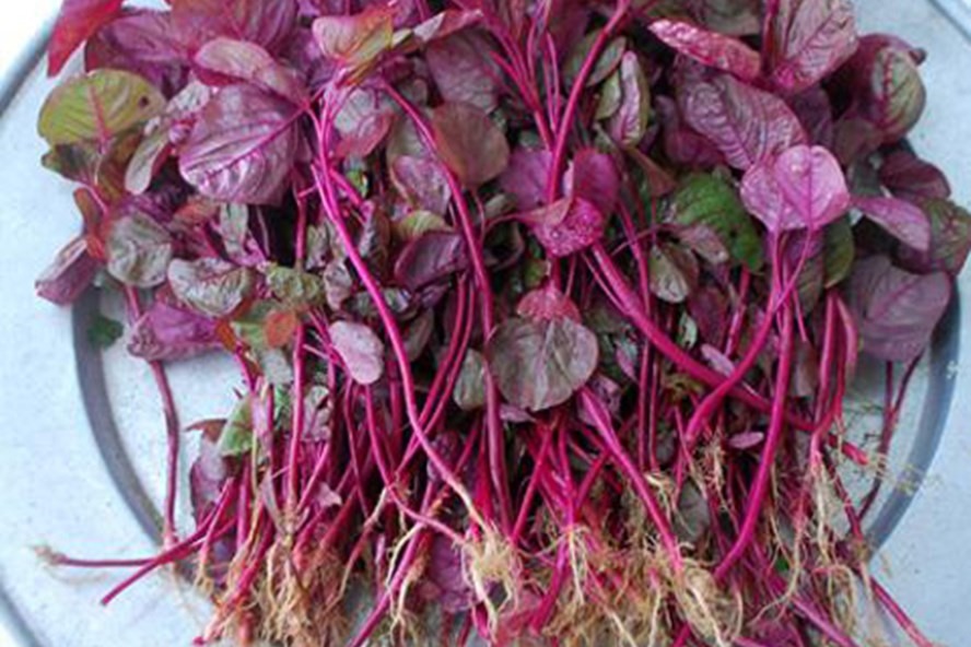 Những lợi ích tuyệt vời của việc ăn rau dền đỏ