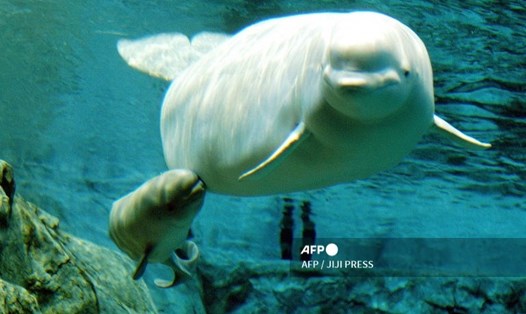 Hai mẹ con cá voi trắng Beluga tại thủy cung ở Nagoya, Nhật Bản. Ảnh: AFP