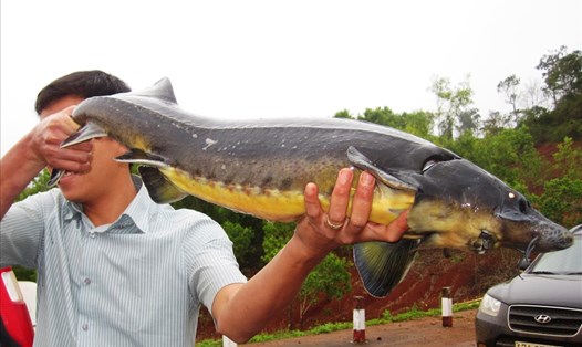 Người dân nuôi cá tầm ở huyện Kbang (tỉnh Gia Lai) lo lắng vì đã quá mùa thu hoạch nhưng chưa xuất bán được. Ảnh: T.T