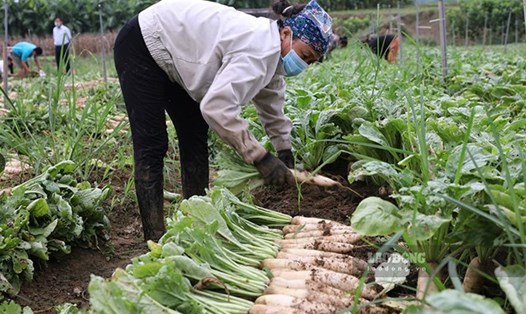 Người dân trồng và thu hoạch củ cải trắng giữa vụ hè.