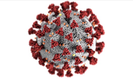 Virus SARS-CoV-2 gây COVID-19. Ảnh: CDC Mỹ