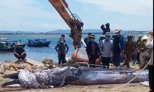 Chính quyền cùng người dân xã Cẩm Lĩnh tổ chức trục vớt, an táng cá voi nặng khoảng 700kg dạt vào bờ biển. Ảnh: TT.