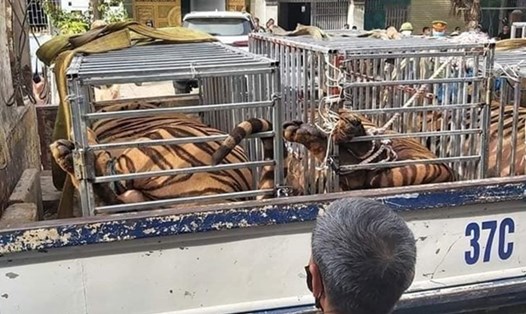 Công an đưa 17 con hổ do người dân nuôi trái phép về nơi cứu hộ. Ảnh: NP