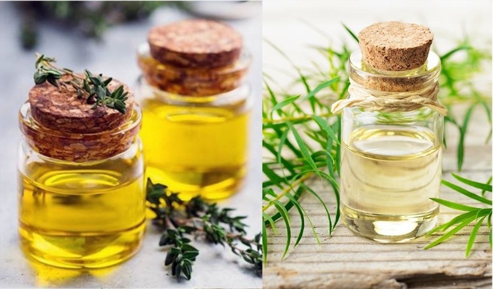 Tinh dầu cỏ xạ hương và tinh dầu tràm có tác dụng kháng khuẩn mạnh mẽ. Đồ họa: Thanh Ngọc