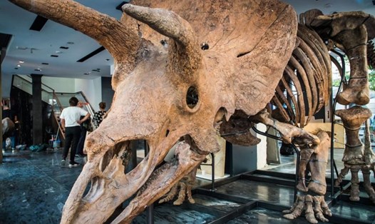 Hóa thạch "Big John" 66 triệu năm tuổi và dài 8m. Ảnh: AFP