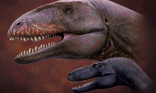 Loài khủng long mới phát hiện Ulughbegsaurus lớn hơn nhiều so với loài khủng long bạo chúa. Ảnh: Julius Csotonyi