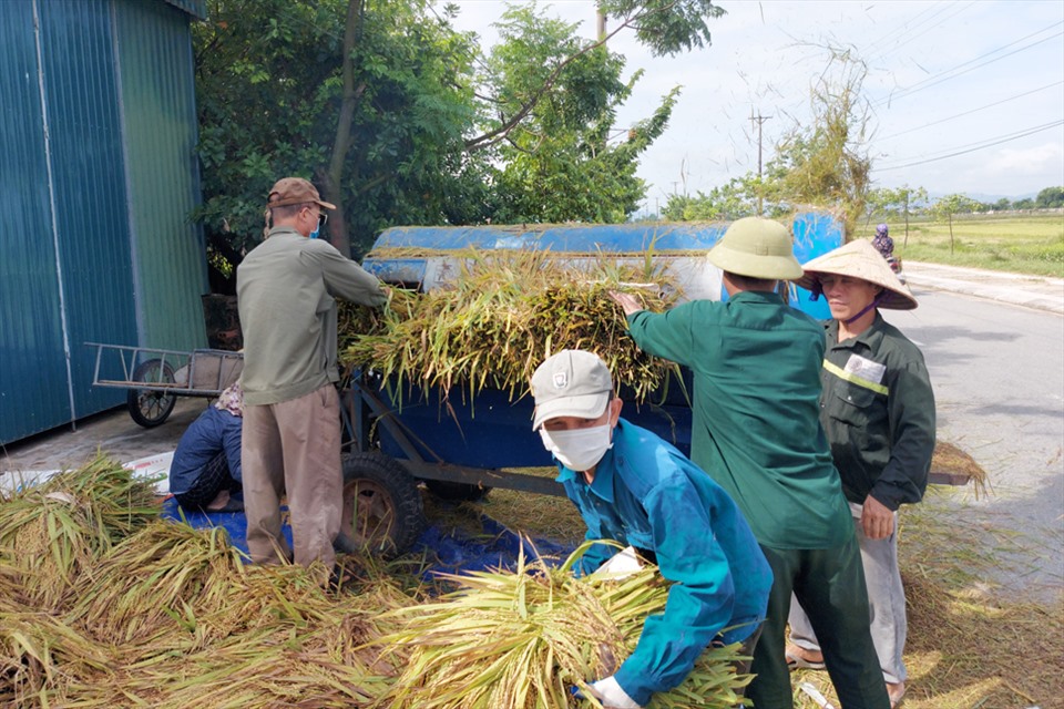 Sáng 10.9, nông dân ở xã Đồng Môn, Thành phố Hà Tĩnh khẩn trương tuốt lúa để phơi trước khi bão vào. Ảnh: Trần Tuấn