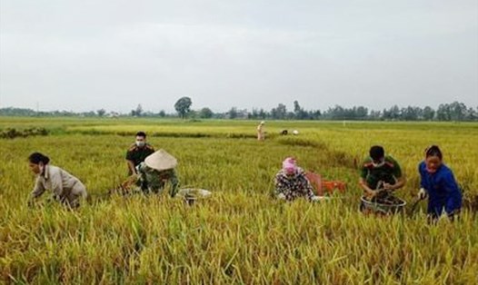 Các chiến sỹ công an Hà Tĩnh giúp dân gặt lúa "chạy" bão số 5. Ảnh: CA.