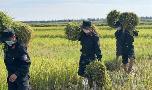 Công an giúp dân gặt lúa "chạy" bão Conson tại Hà Tĩnh. Ảnh: CA